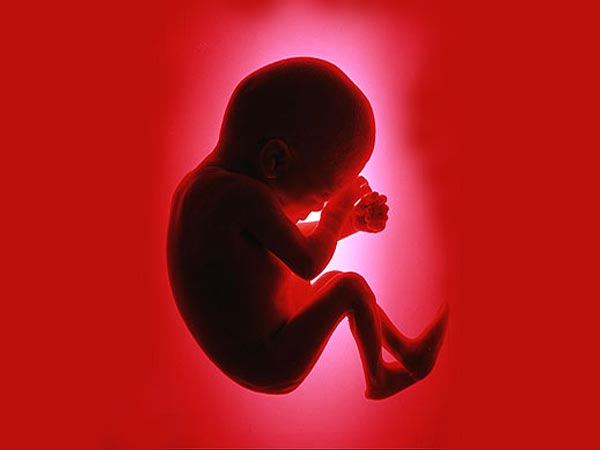 A Babies Journey to Life – Conception to Birth Video